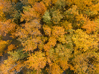 Image showing Aerial view of beautiful forest in autumn