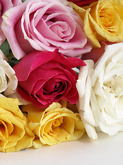 Image showing Blooming Roses