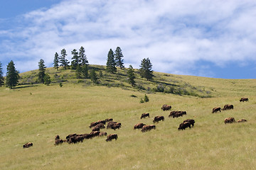 Image showing Buffalo, National Bison Range