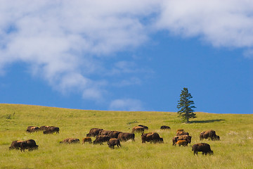 Image showing Buffalo, National Bison Range