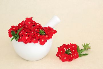 Image showing Red Verbena Flowers used in Natural Herbal Medicine