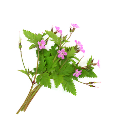 Image showing Herb Robert Geranium Flower Plant