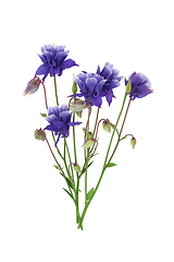 Image showing Aquilegia Flower Natural Herbal Medicine