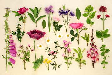 Image showing Large Collection of Summer Flowers and Herbs