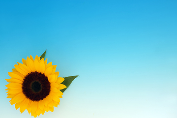 Image showing Summer Sunflower Flower Healthy Seed Food