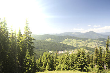 Image showing Forest landscape