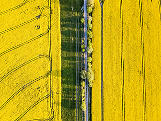 Image showing Top bird eye view of country road and yellow rapeseed field. Aerial view landscape. Czech Republic