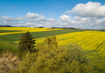 Image showing Top bird eye view of country road and yellow rapeseed field. Aerial view landscape. Czech Republic
