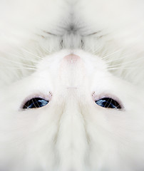 Image showing White cat