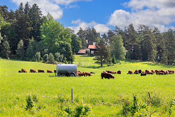 Image showing Hereford Cattle Grazing in the Green Field