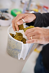 Image showing Beer manufacturing, hops or barley in hands and cup for process, factory or brewery with tools for drink. Person measuring natural ingredients, alcohol production in lab or distillery in industry