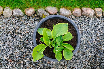 Image showing A Lush Hosta Plant Thriving in a Gravel Garden Bed