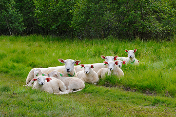 Image showing A Flock of Sheep Resting in a Lush Meadow