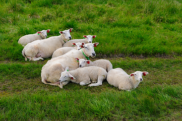 Image showing A Sheeps Daydream in the Grassy Meadows