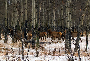 Image showing Wapiti Woods