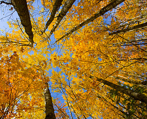 Image showing October Canopy