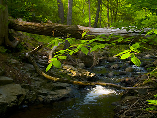 Image showing Leaves, Sunlight, and Stream