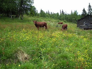 Image showing Cows