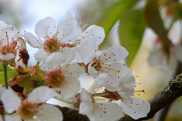 Image showing apple blossom