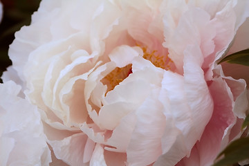 Image showing Paeony (Paeonia officinalis)