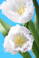 Image showing Spring Tulips