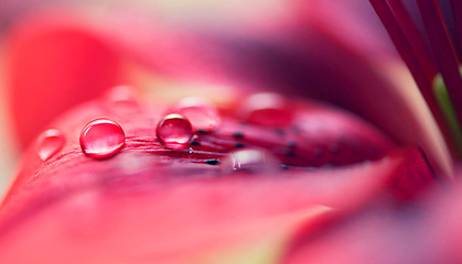 Image showing Water drops, leaf and plant in nature, environment or outdoor on a background in summer. Flower petal, droplet or liquid with morning dew, abstract texture or color closeup on mockup space for growth