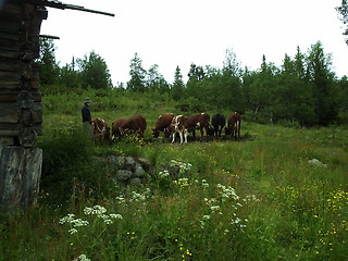 Image showing Cows