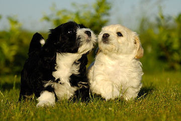 Image showing Black and white puppy dogs