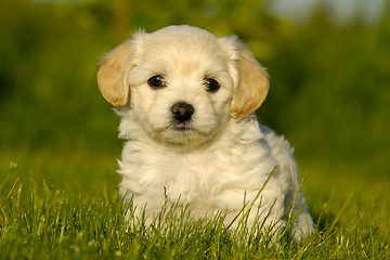 Image showing Bichon Havanais puppy dog