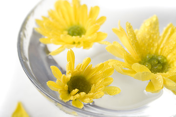 Image showing yellow flowers close up