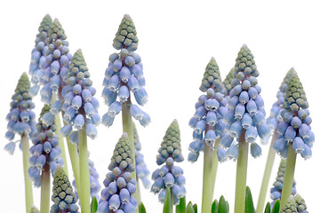 Image showing Blue grape hyacinth