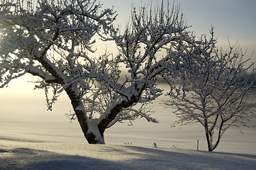 Image showing Winter garden