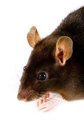 Image showing Brown Rat