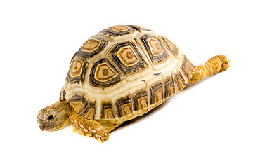 Image showing Geochelone Pardalis