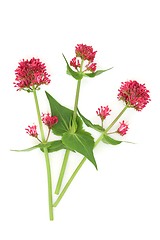 Image showing Red Valerian Herb Flower Plant