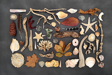 Image showing Nature Study Selection of Natural Objects