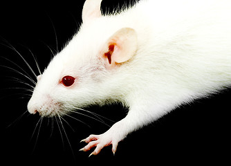 Image showing White Rat