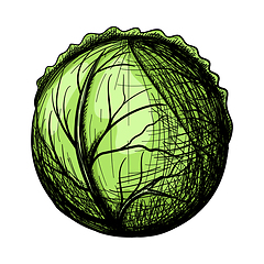 Image showing Cabbage Icon