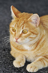 Image showing Cat