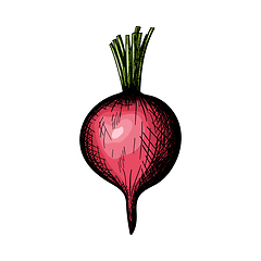 Image showing Radishes Icon