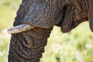 Image showing Elephant, tusk and closeup of animal in nature with sustainable safari travel or conservation of environment. Natural, Ivory and ecology protection in Africa with eco friendly experience or adventure