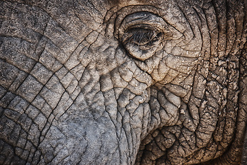 Image showing Elephant, closeup and eye of animal in nature with sustainable safari travel or conservation of environment. Natural, sanctuary and protection of ecology in Africa with eco friendly experience