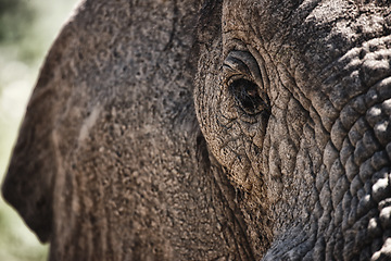 Image showing Animal, eye and closeup of elephant in nature with sustainable safari travel or conservation of environment. Natural, sanctuary and protection of ecology in Africa with eco friendly summer experience