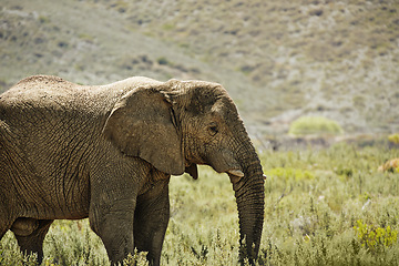 Image showing Elephant, animal in environment and safari for travel, wildlife conservation and holiday location for tourism. Nature reserve, tourist destination and mammal in natural habitat in the African wild