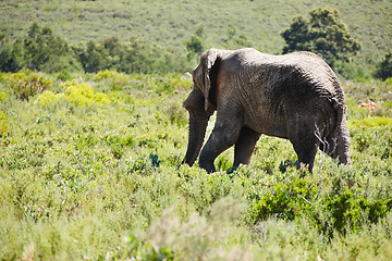 Image showing Elephant, animal and safari for travel, wildlife conservation and holiday location for tourism. Nature reserve, tourism destination and mammal in natural habitat or environment in African wild