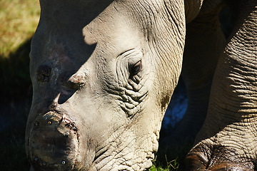 Image showing Rhino closeup, animal and safari for travel, wildlife conservation or rehabilitation and safe from poaching. Nature reserve, tourism location and mammal in natural habitat in the African wild