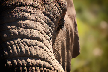 Image showing Elephant, eye and closeup of animal in nature with sustainable safari travel or conservation of environment. Natural, sanctuary and protection of ecology in Africa with eco friendly experience