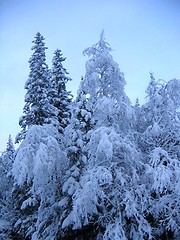 Image showing Heavy branches