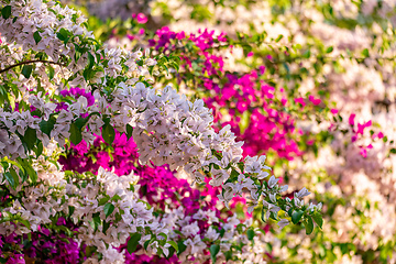 Image showing Bougainvillea buttiana, flowering plant, Barichara Santander department, Colombia