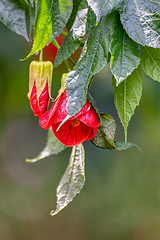 Image showing Callianthe picta, species of flowering plant in the family Malvaceae. Cundinamarca department, Colombia.